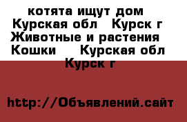 котята ищут дом - Курская обл., Курск г. Животные и растения » Кошки   . Курская обл.,Курск г.